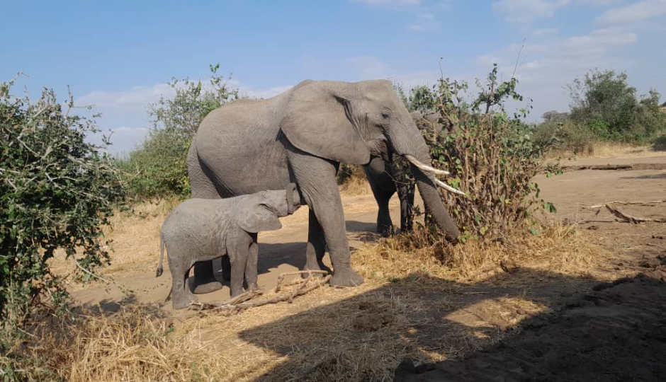 Actual image number 3 for slideshow images, displaying 23 tanzania safari images