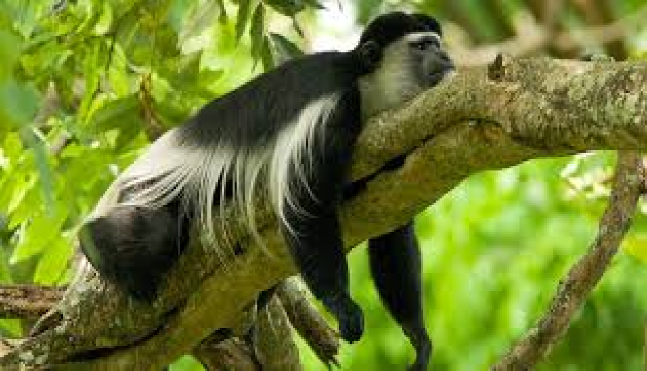 Actual image number 2 for slideshow images, displaying 22 tanzania safari images