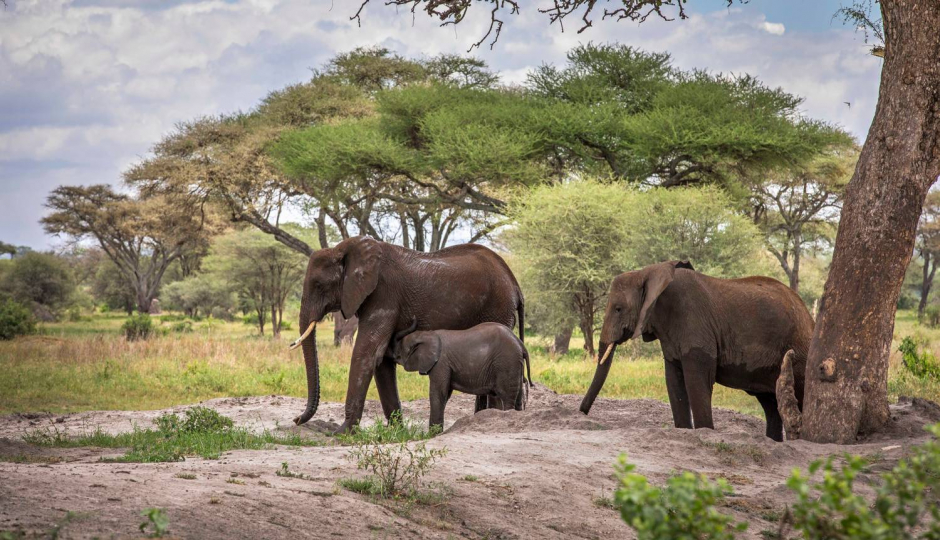 Actual image number 6 for slideshow images, displaying 26 tanzania safari images