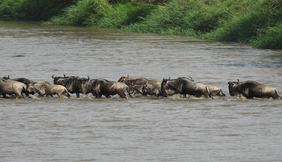 Actual image number 8 for slideshow images, displaying 28 tanzania safari images