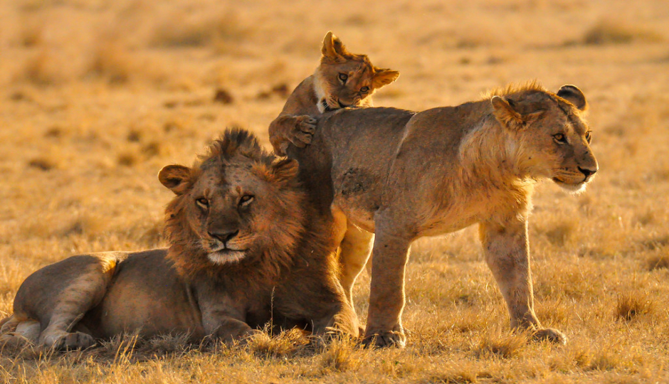 Random image number 3 showcasing tanzania safari image gallery placeholder