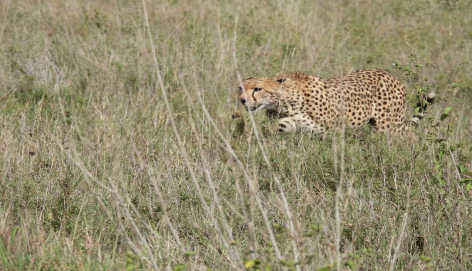 Actual image number 14 for slideshow images, displaying 34 tanzania safari images