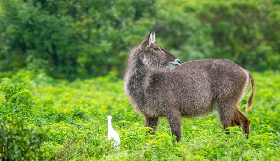 Actual image number 17 for slideshow images, displaying 37 tanzania safari images