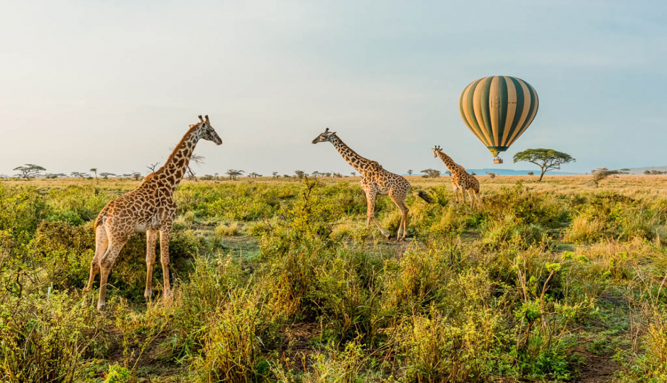 Actual image number 12 for slideshow images, displaying 32 tanzania safari images