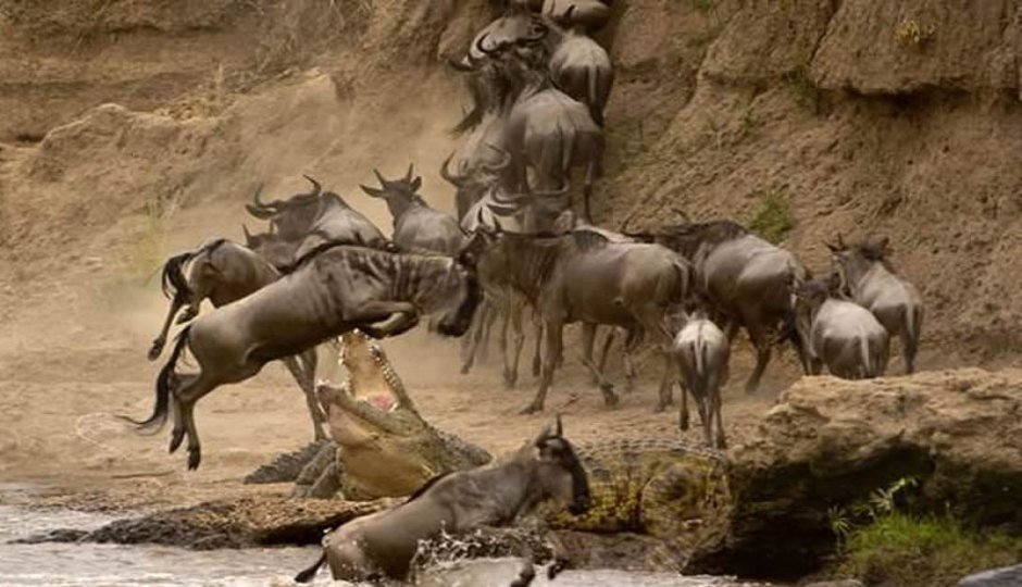 Actual image number 14 for slideshow images, displaying 34 tanzania safari images