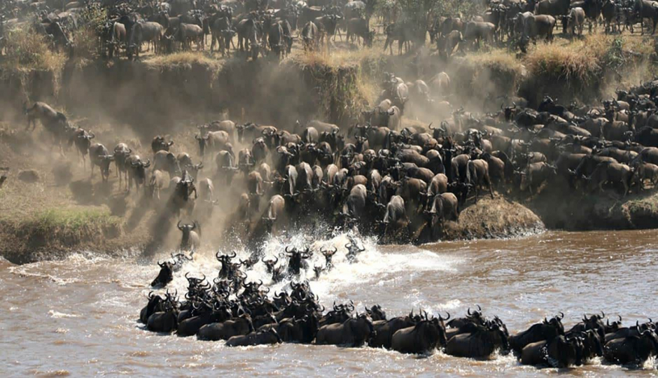 Actual image number 1 for slideshow images, displaying 21 tanzania safari images