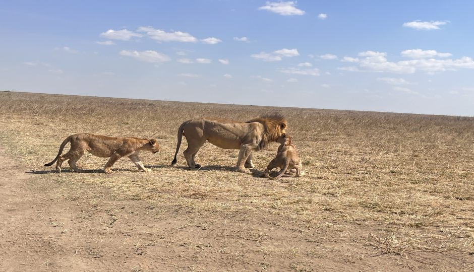 Thumb Nail Image: 5 Why Should You Go for a Tanzania Safari? – 6 Reasons to Choose a Tanzania Safari Package