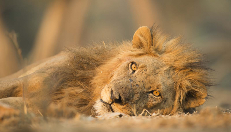 Actual image number 18 for slideshow images, displaying 38 tanzania safari images