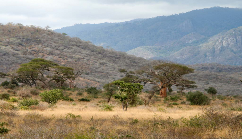 Actual image number 9 for slideshow images, displaying 29 tanzania safari images