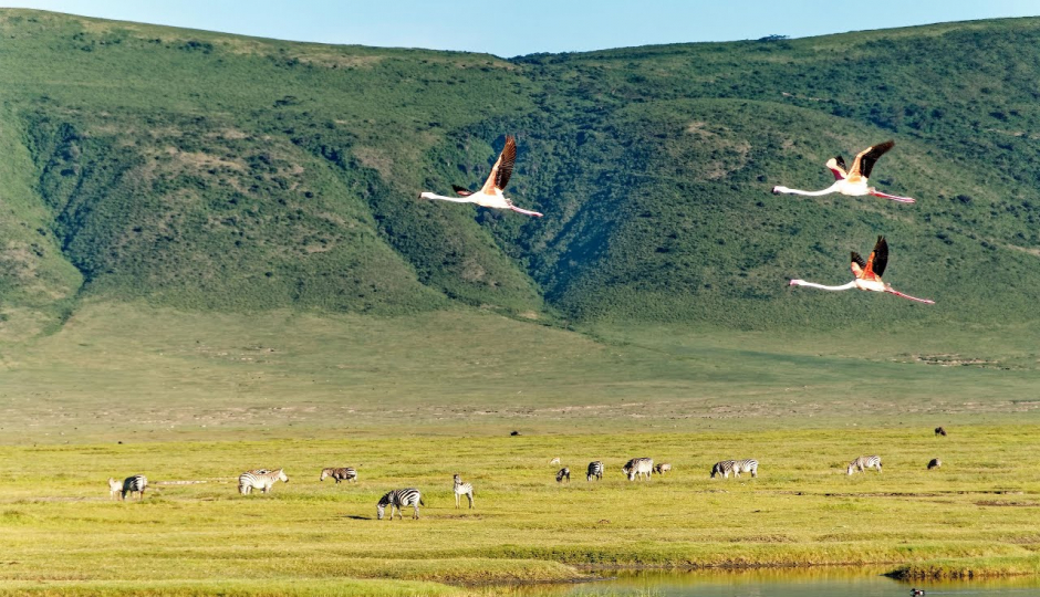 Thumb Image No: 3 8 Days Best Tanzania Safari in Arusha