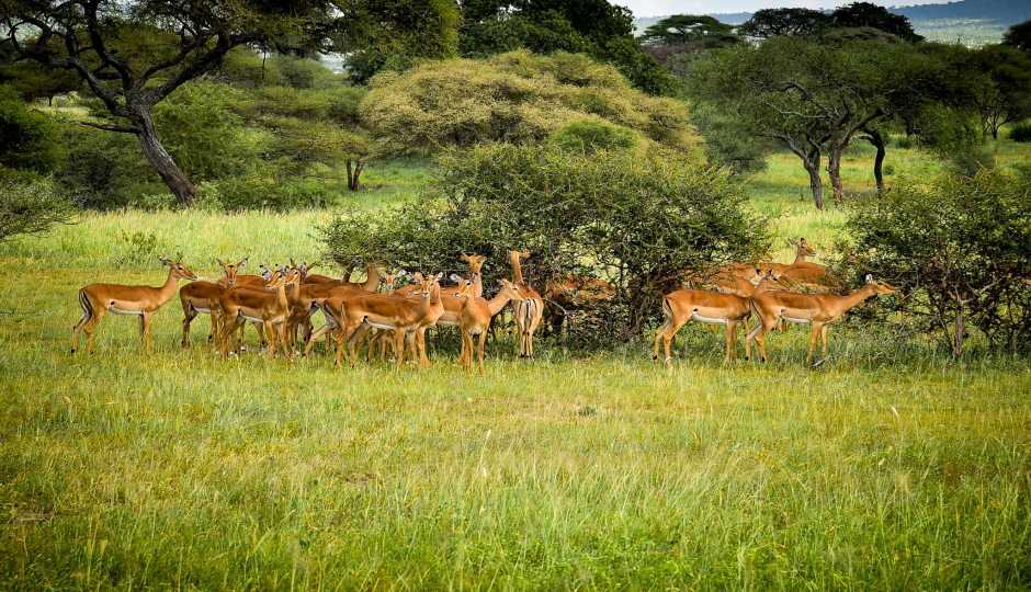 Actual image number 15 for slideshow images, displaying 35 tanzania safari images