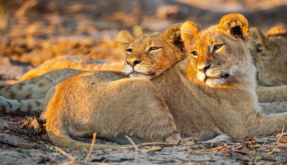 Actual image number 12 for slideshow images, displaying 32 tanzania safari images