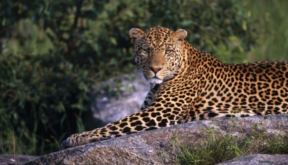 Actual image number 17 for slideshow images, displaying 37 tanzania safari images
