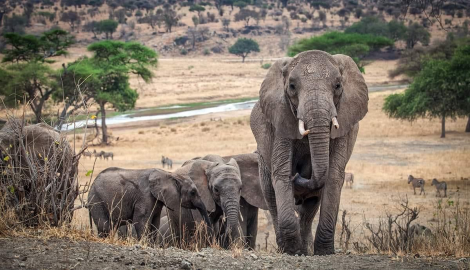 Actual image number 11 for slideshow images, displaying 31 tanzania safari images