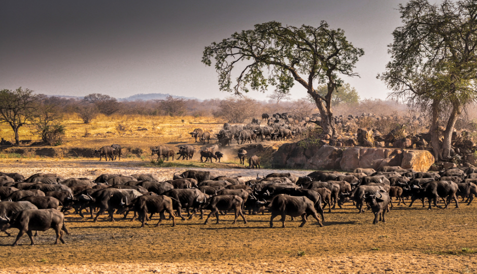 Random image number 2 showcasing tanzania safari image gallery placeholder