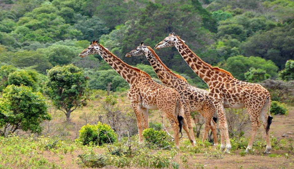 Actual image number 6 for slideshow images, displaying 26 tanzania safari images