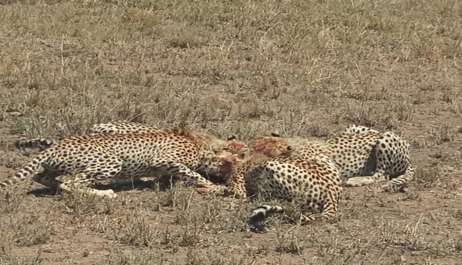 Actual image number 19 for slideshow images, displaying 39 tanzania safari images