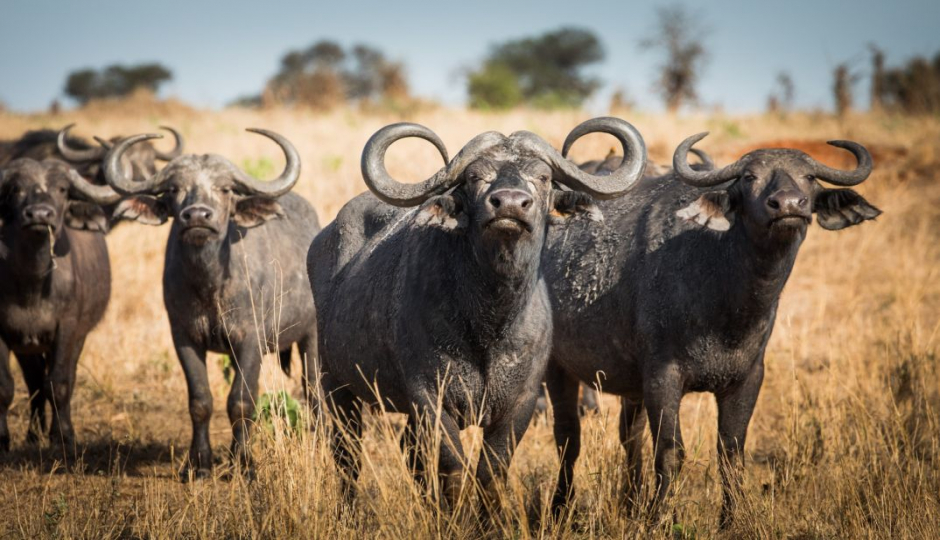 Actual image number 13 for slideshow images, displaying 33 tanzania safari images