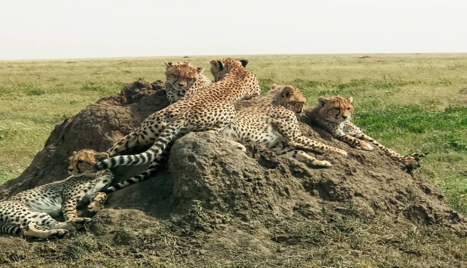 Actual image number 9 for slideshow images, displaying 29 tanzania safari images