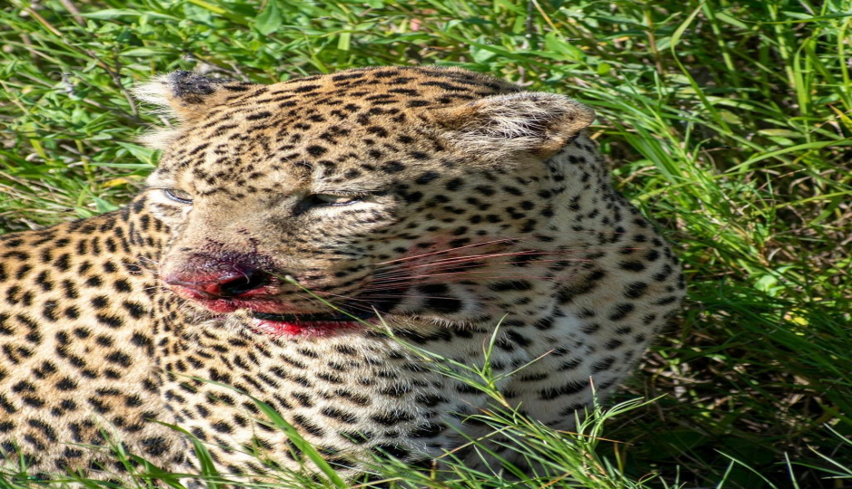 Actual image number 3 for slideshow images, displaying 23 tanzania safari images
