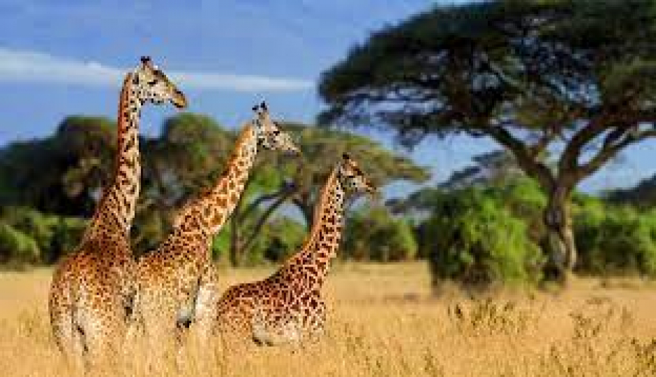 Actual image number 11 for slideshow images, displaying 31 tanzania safari images