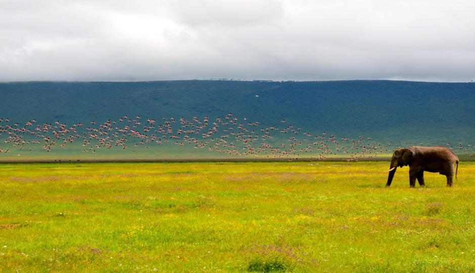 Actual image number 18 for slideshow images, displaying 38 tanzania safari images