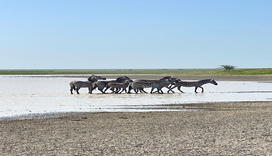 Actual image number 7 for slideshow images, displaying 27 tanzania safari images