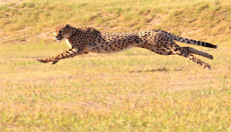 Actual image number 9 for slideshow images, displaying 29 tanzania safari images