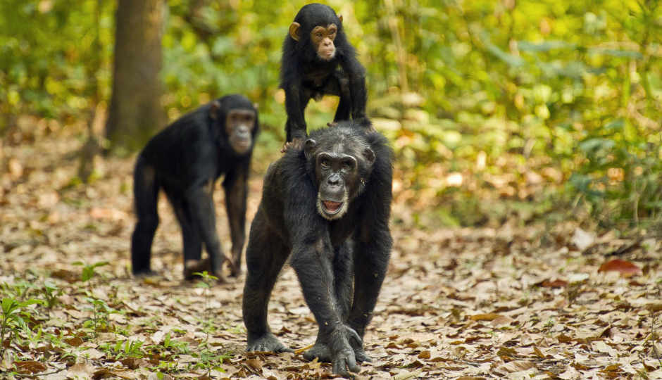 Random image number 5 showcasing tanzania safari image gallery placeholder