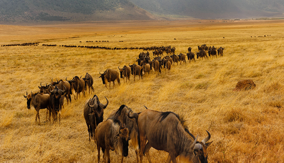 Image Post for Which Month Is Perfect for Travelling to Tanzania Safari?