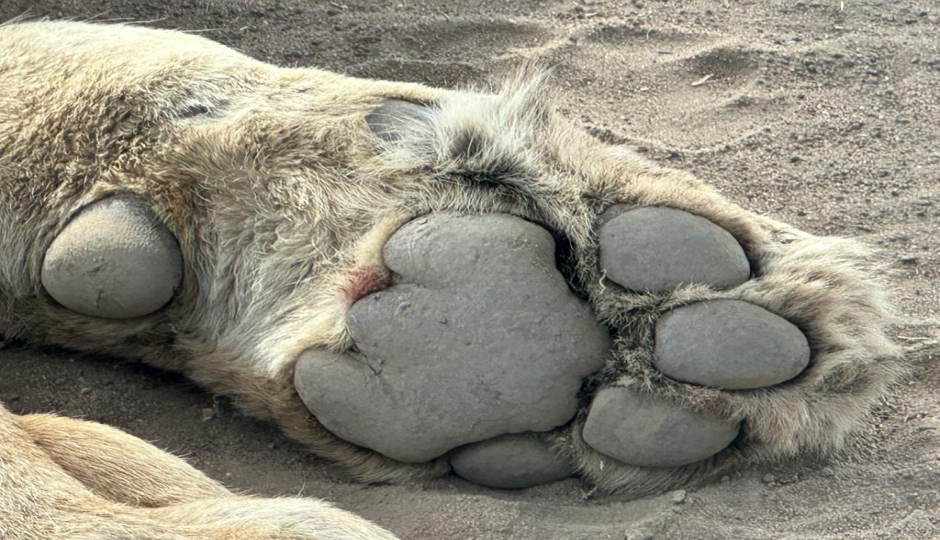 Actual image number 6 for slideshow images, displaying 26 tanzania safari images