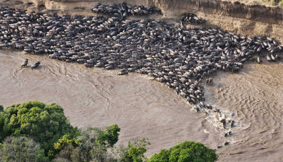 Random image number 2 showcasing tanzania safari image gallery placeholder