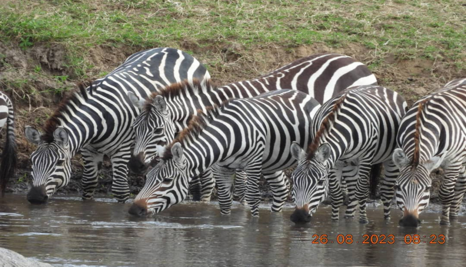 Actual image number 16 for slideshow images, displaying 36 tanzania safari images