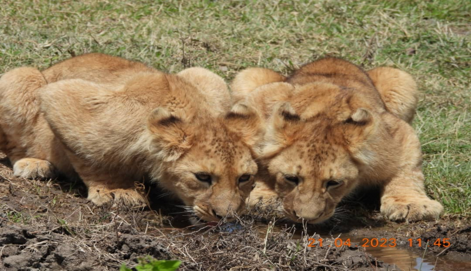 Actual image number 8 for slideshow images, displaying 28 tanzania safari images