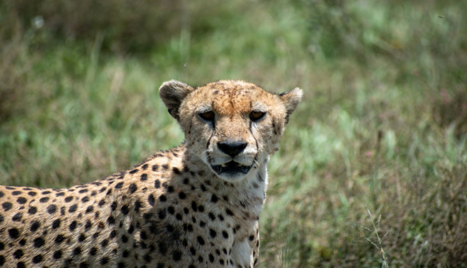 Thumb Nail Image: 6 Discovering the Wonders of Tanzania's Northern Circuit Safari: A Journey of Awe and Amazement