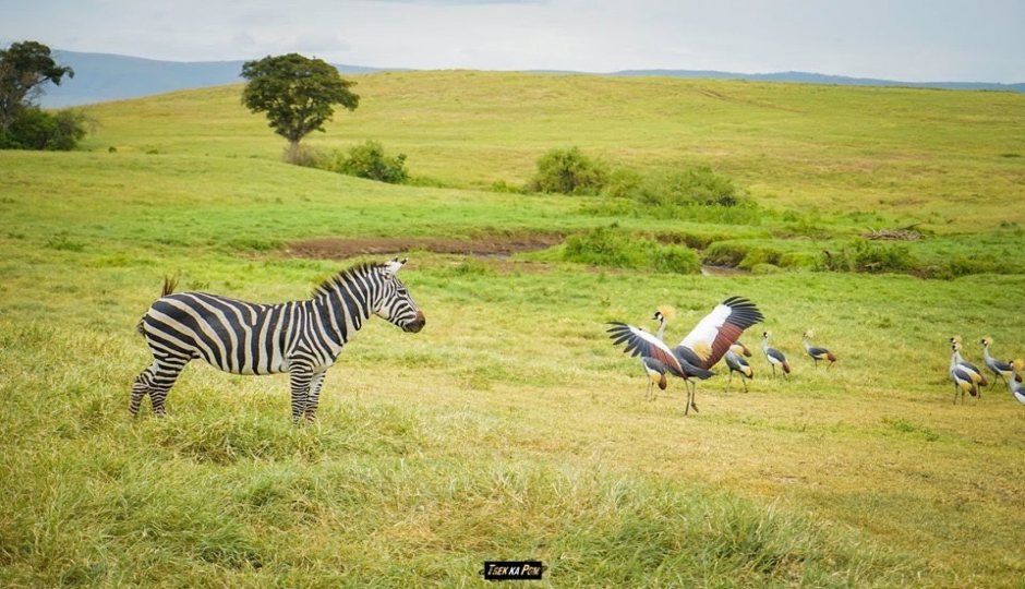 Actual image number 19 for slideshow images, displaying 39 tanzania safari images