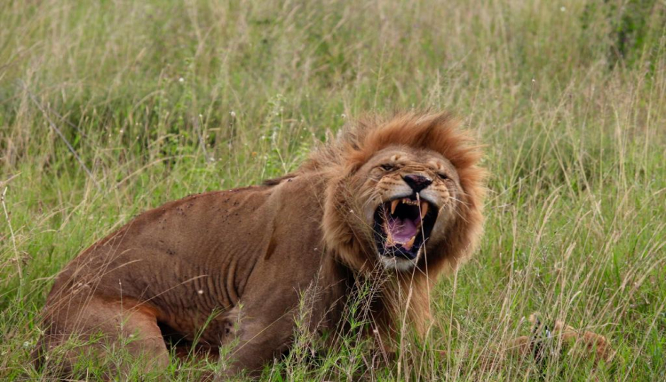 Actual image number 3 for slideshow images, displaying 23 tanzania safari images