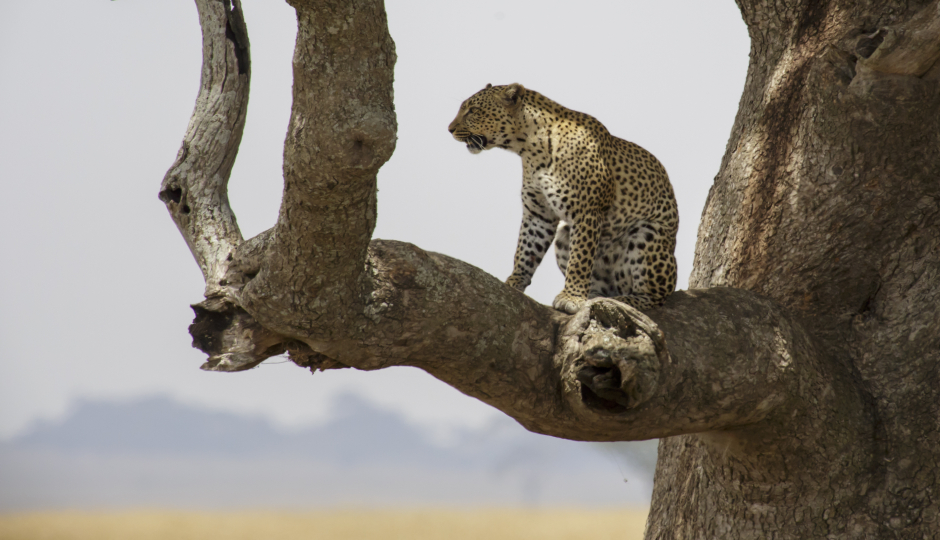 Actual image number 12 for slideshow images, displaying 32 tanzania safari images