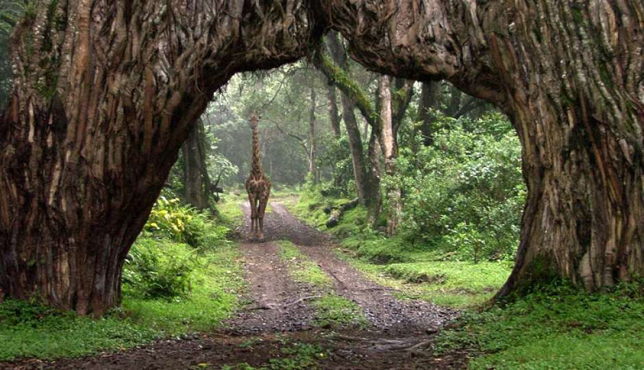 Actual image number 15 for slideshow images, displaying 35 tanzania safari images