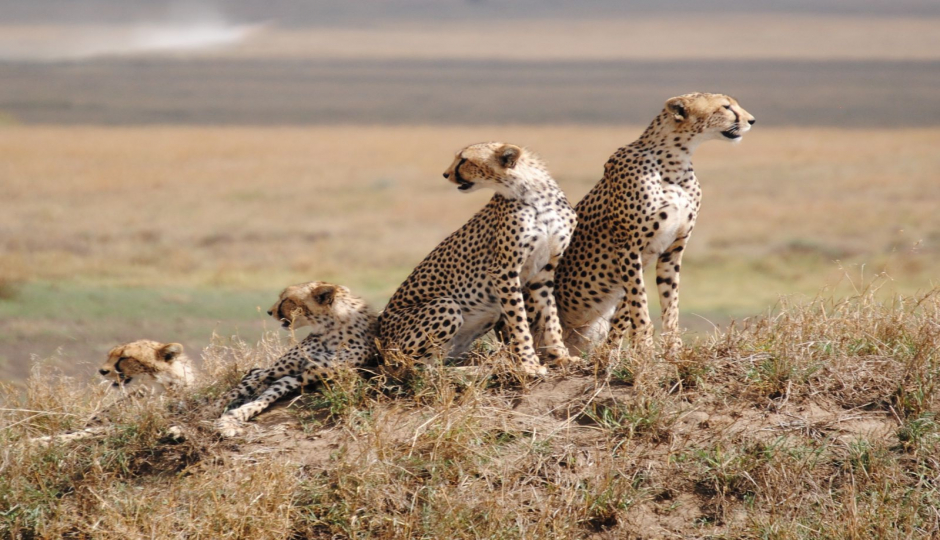Random image number 3 showcasing tanzania safari image gallery placeholder