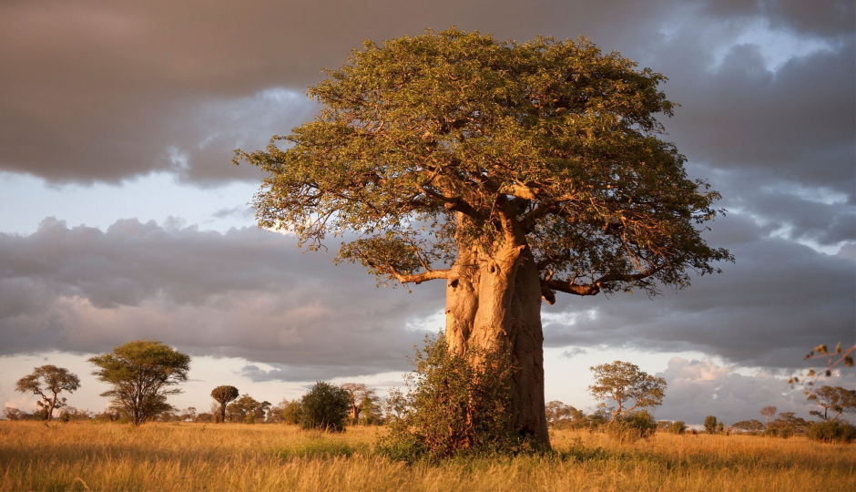 Random image number 4 showcasing tanzania safari image gallery placeholder