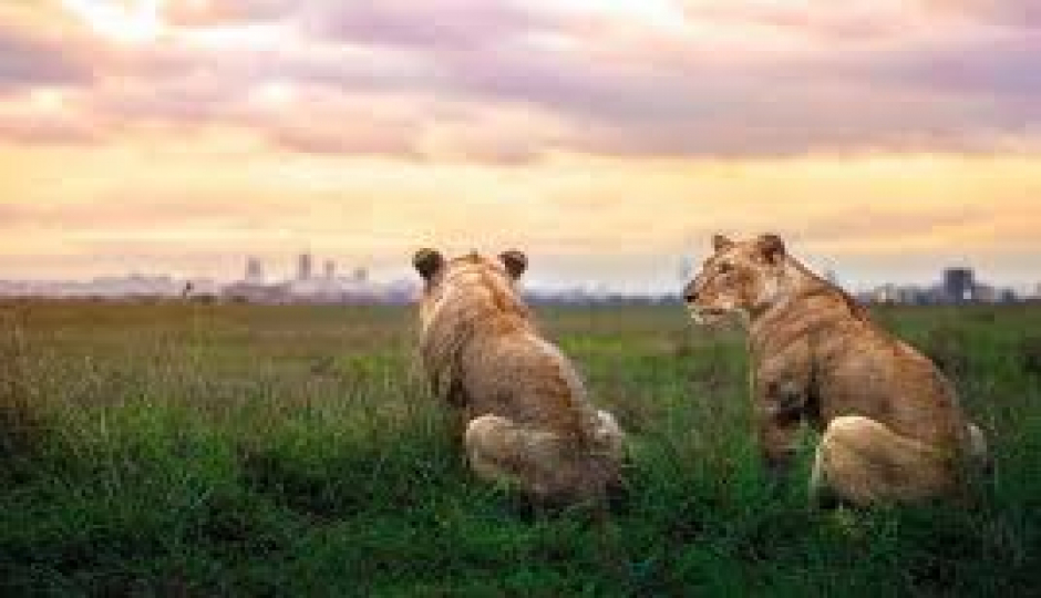 Actual image number 14 for slideshow images, displaying 34 tanzania safari images