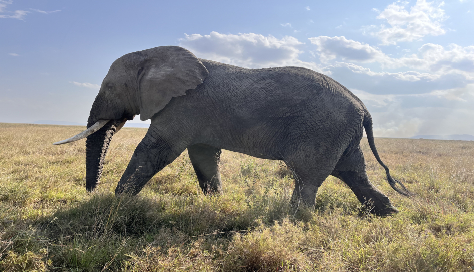 Image What is a Reasonable Tanzania Safari Itinerary?