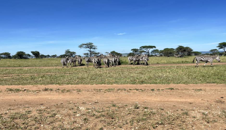 Thumb Nail Image: 1 Which Month Is Perfect for Travelling to Tanzania Safari?