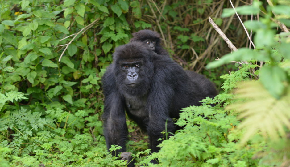 Actual image number 15 for slideshow images, displaying 35 tanzania safari images