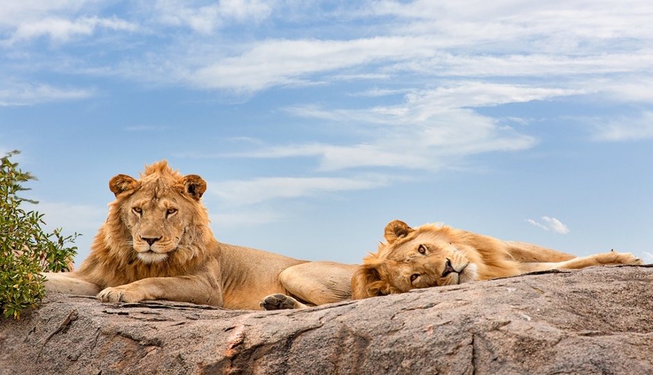 Actual image number 12 for slideshow images, displaying 32 tanzania safari images