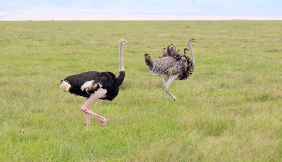 Thumb Nail Image: 5 10 Interesting Facts About Serengeti National Park