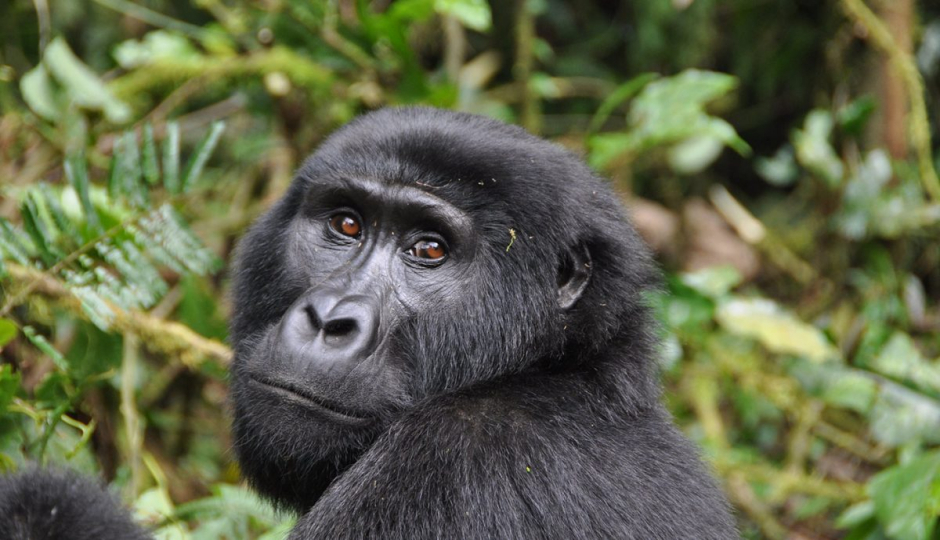 Actual image number 20 for slideshow images, displaying 40 tanzania safari images