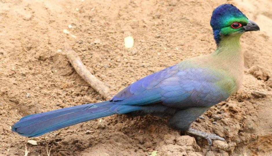 Actual image number 6 for slideshow images, displaying 26 tanzania safari images