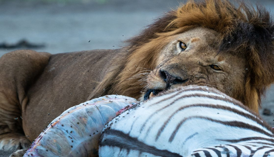 Actual image number 10 for slideshow images, displaying 30 tanzania safari images